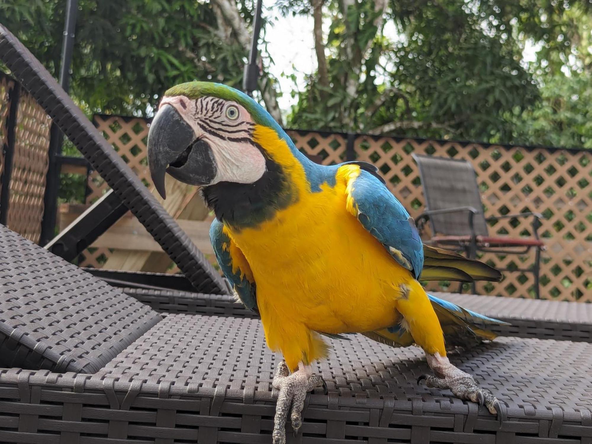 Rainforest Lodge Del Rio ปอร์โตเบโล ภายนอก รูปภาพ